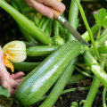 Growing Vegetables at Home: A Beginner's Guide