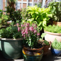 Container Gardening: How to Create Your Own Green Oasis