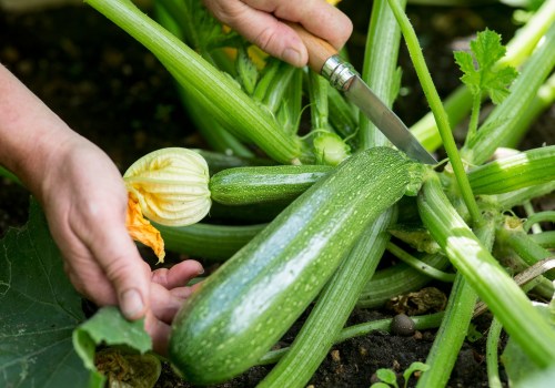 Growing Vegetables at Home: A Beginner's Guide