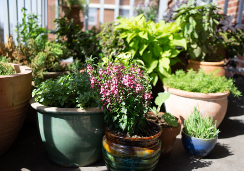 Container Gardening: How to Create Your Own Green Oasis